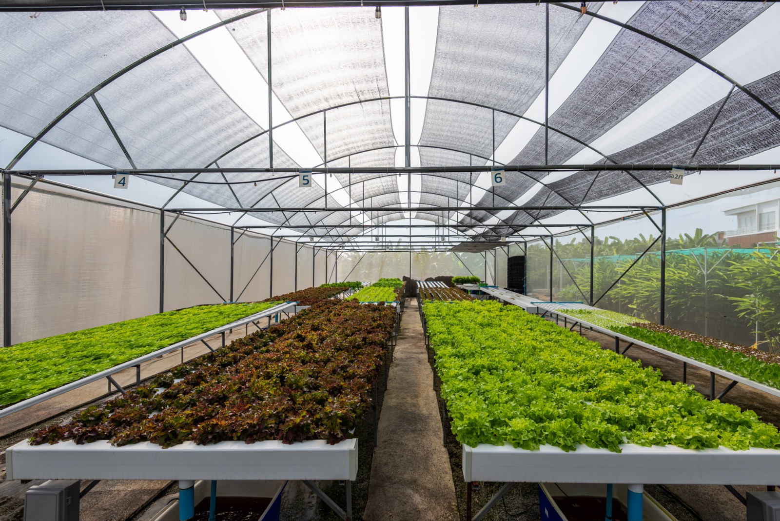 Ace Organic Farm